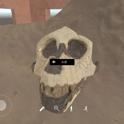 孙美琪疑案DLC20陈庭君线索头骨在哪