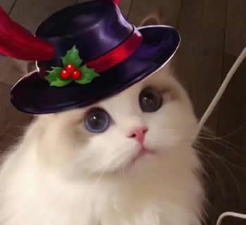 王者荣耀猫头像图片大全最新