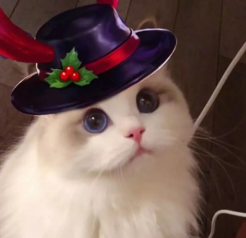 王者荣耀猫头像图片大全最新