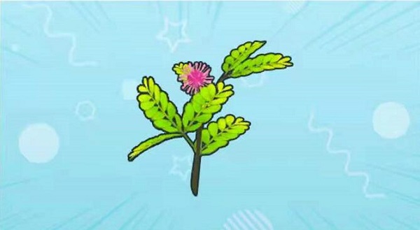 摩尔庄园手游含羞草怎么获得