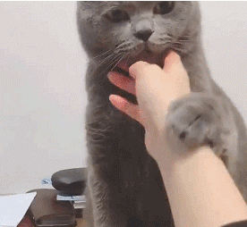 抖音猫猫能有什么坏心眼呢表情包分享