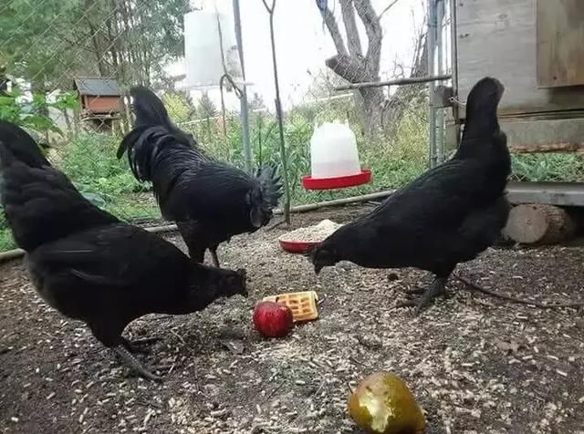 一只鸡售价1200元是怎么回事？