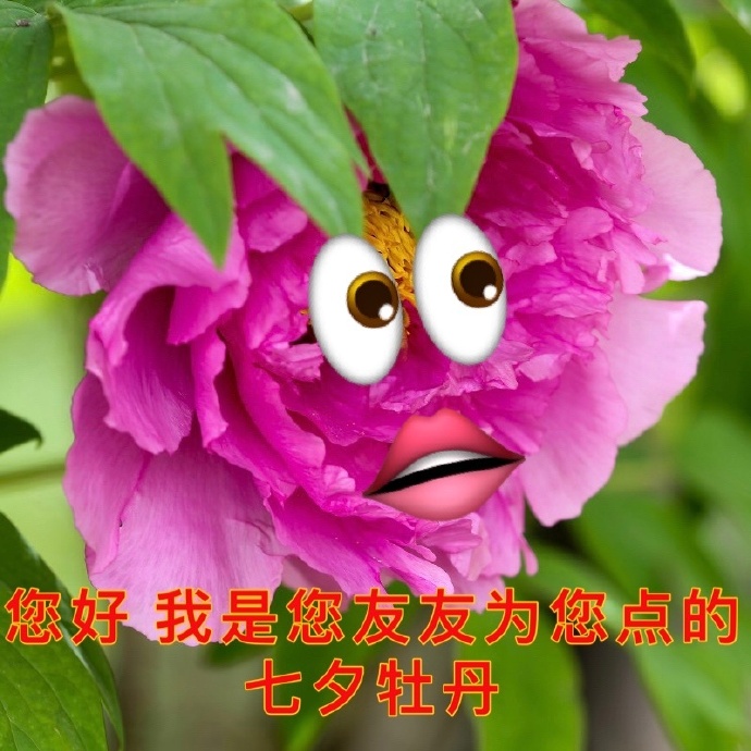 七夕牡丹是什么意思