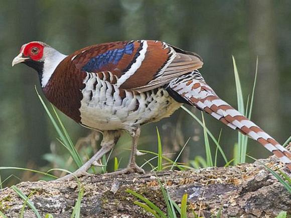 明日方舟桑葚的原型是什么