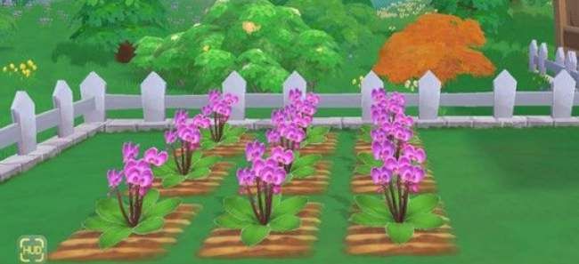 摩尔庄园蝴蝶兰怎么获得？蝴蝶兰种子获取攻略[多图]图片2