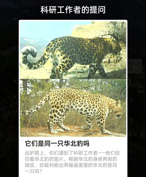 它们是同一只华北豹吗