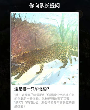 这是哪一只华北豹