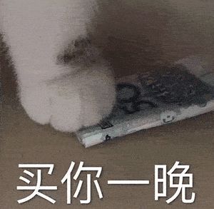 买你一晚表情包猫咪一百块钱不够再加图片大全