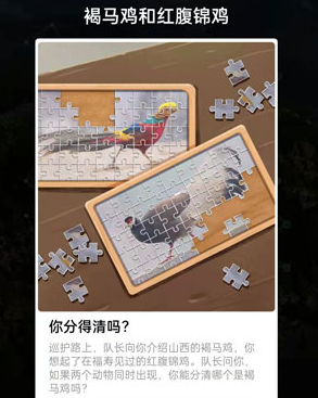 褐马鸡和红腹锦鸡的区别