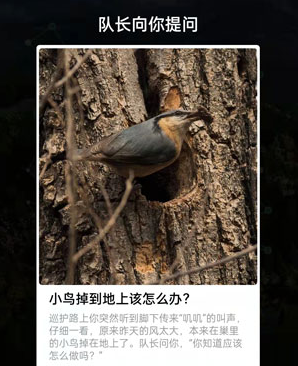 小鸟掉到地上该怎么办