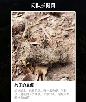 豹子的粪便怎么分辨