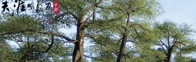 天涯明月刀手游101级主线攻略