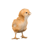 抖音养鸡表情包怎么弄