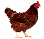 抖音上养鸡鹅猪狗表情包怎么弄？