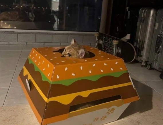 麦当劳汉堡猫窝怎么买？
