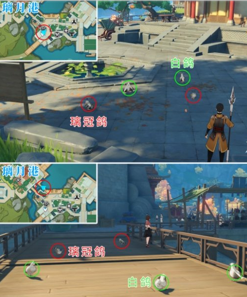 原神鸽子在哪里