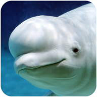 白鲸模拟器app