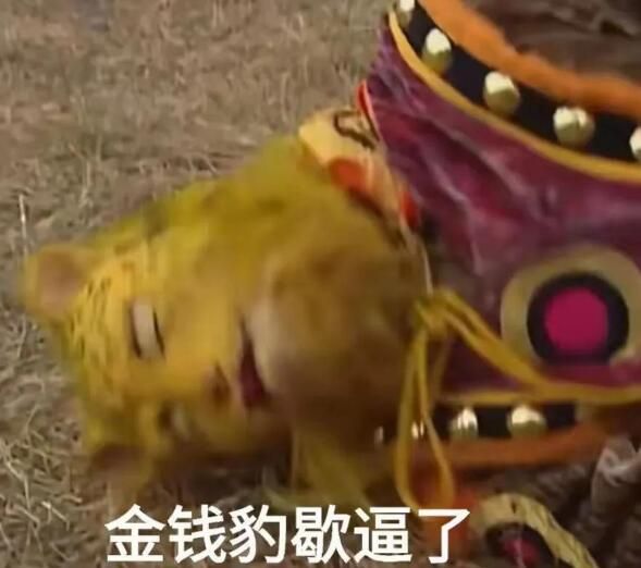 抖音金钱豹头像图片大全：金钱豹表情包高清图片[多图]图片3