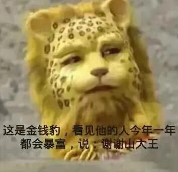 抖音金钱豹头像图片大全：金钱豹表情包高清图片[多图]图片11
