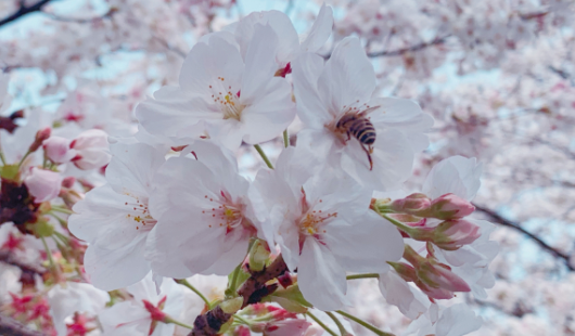 抖音鸡鸣寺的樱花是什么梗？