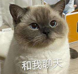 抖音逻辑猫是什么梗？