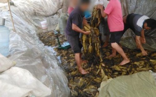 土坑酸菜是什么意思？