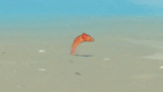 原神四张稻妻动物照片 稻妻特色动物在哪里拍照[多图]图片6