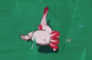 原神四张稻妻动物照片 稻妻特色动物在哪里拍照[多图]图片7