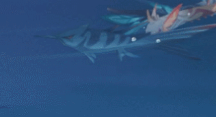 原神四张稻妻动物照片 稻妻特色动物在哪里拍照[多图]图片14