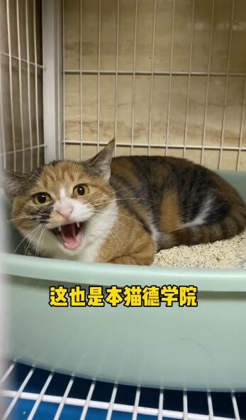 猫德学院三号楼是什么梗？
