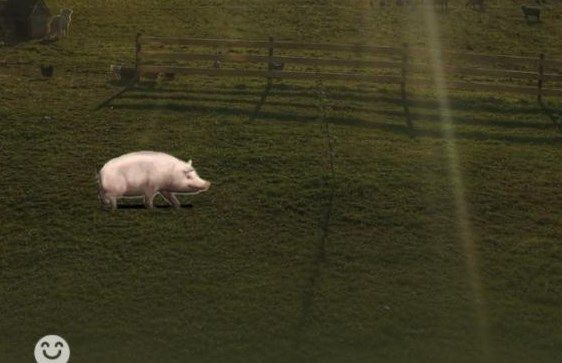 微信农场怎么养宠物？微信农场养猪养羊养狗养蟑螂教程[多图]图片1