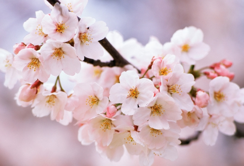 喵桑故乡的樱花开了是什么梗