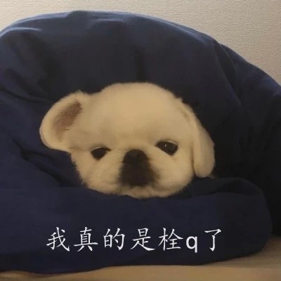 我真的会谢是什么梗