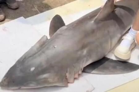 网红提子吃鲨鱼原视频在哪看