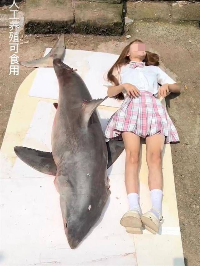 网红提子吃鲨鱼原视频
