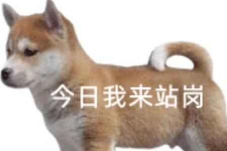 四六级站岗小狗是什么意思