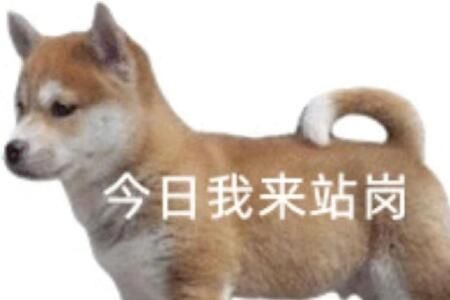 四六级站岗小狗是什么梗