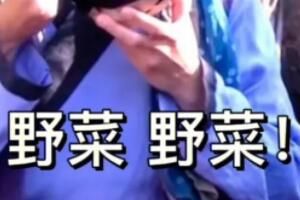 想吃什么野菜我去挖是什么意思