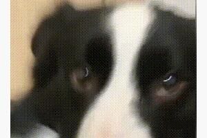 波比波比波波比波是什么意思