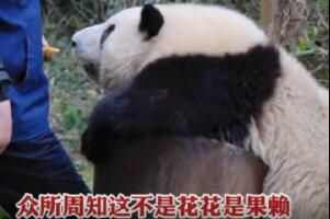 这不是花花是果赖是啥意思