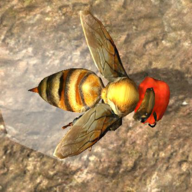 蜜蜂巢穴模拟器3d