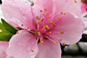 女生跟男生说告诉桃花不必开了什么意思