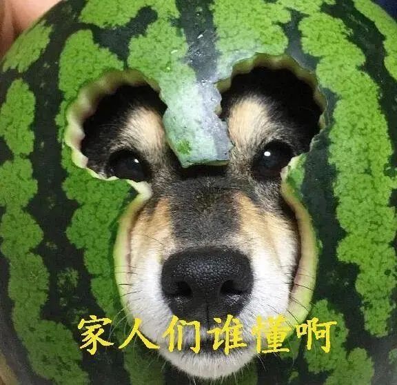 家人们谁懂啊语录有哪些