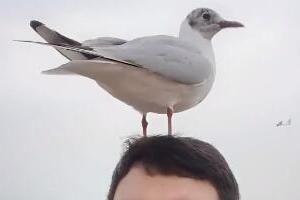 海鸥会为我停留而你呢是什么梗