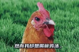老乡鸡说唱是什么梗