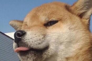 头像暗示法是什么意思梗