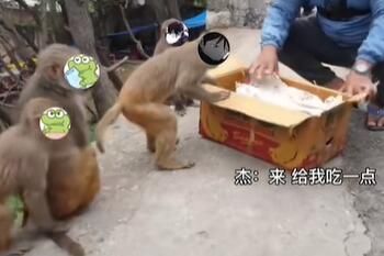 故氏点外卖是什么梗