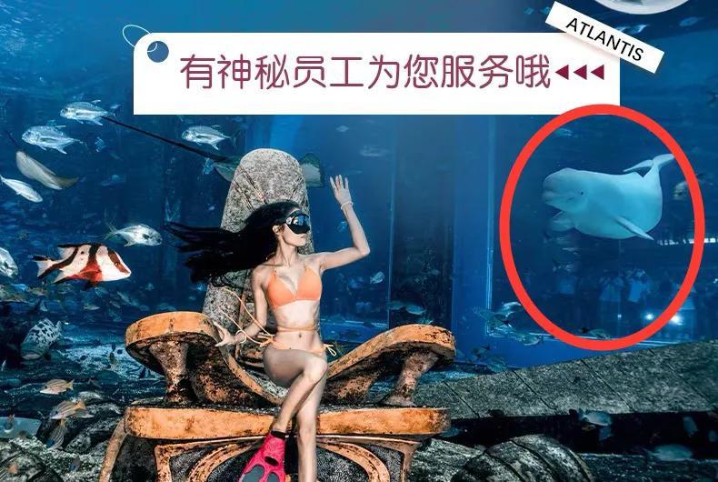 淘宝每日一猜亚特兰蒂斯体型最大员工答案  天猫大赢家6月5日亚特兰蒂斯答案[多图]图片2