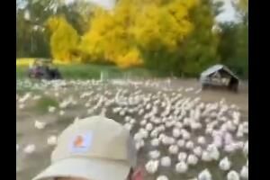 2023鸡王大战是什么梗