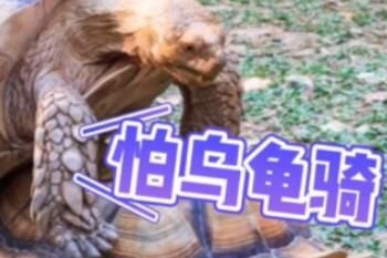 怕乌龟骑是什么意思